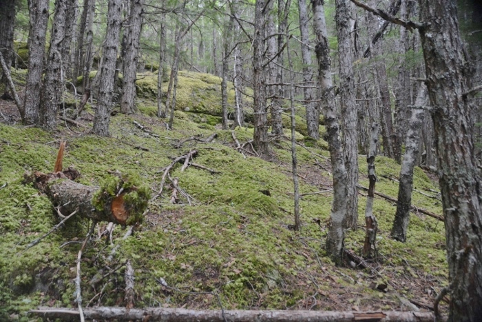 Lower Dewey Lake Trail